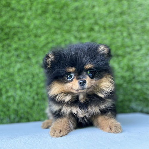 teacup pomeranian brown and white