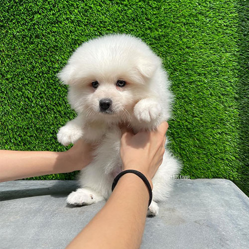 Japanese Spitz Dogs For Sales in Singapore - Price & Review | Pretty Pets  Kennels