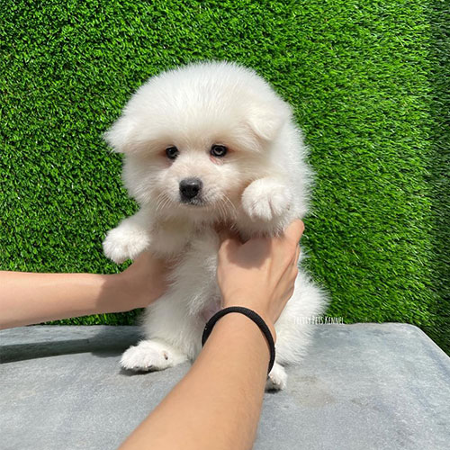 japanese spitz cross poodle