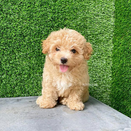 how much does a teacup maltipoo cost