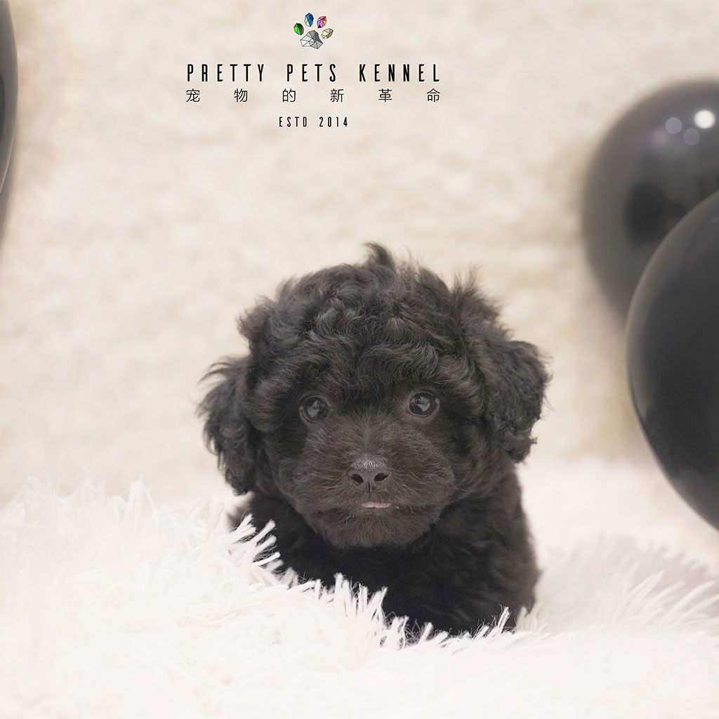 Miniature Poodle Dogs For S In
