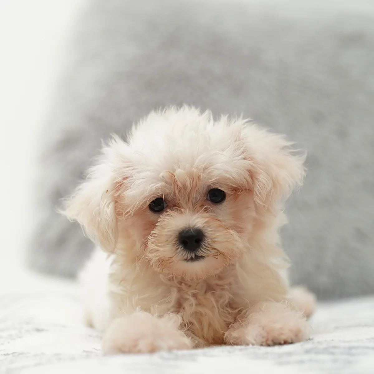 Toy Poodle Dogs For S In Singapore