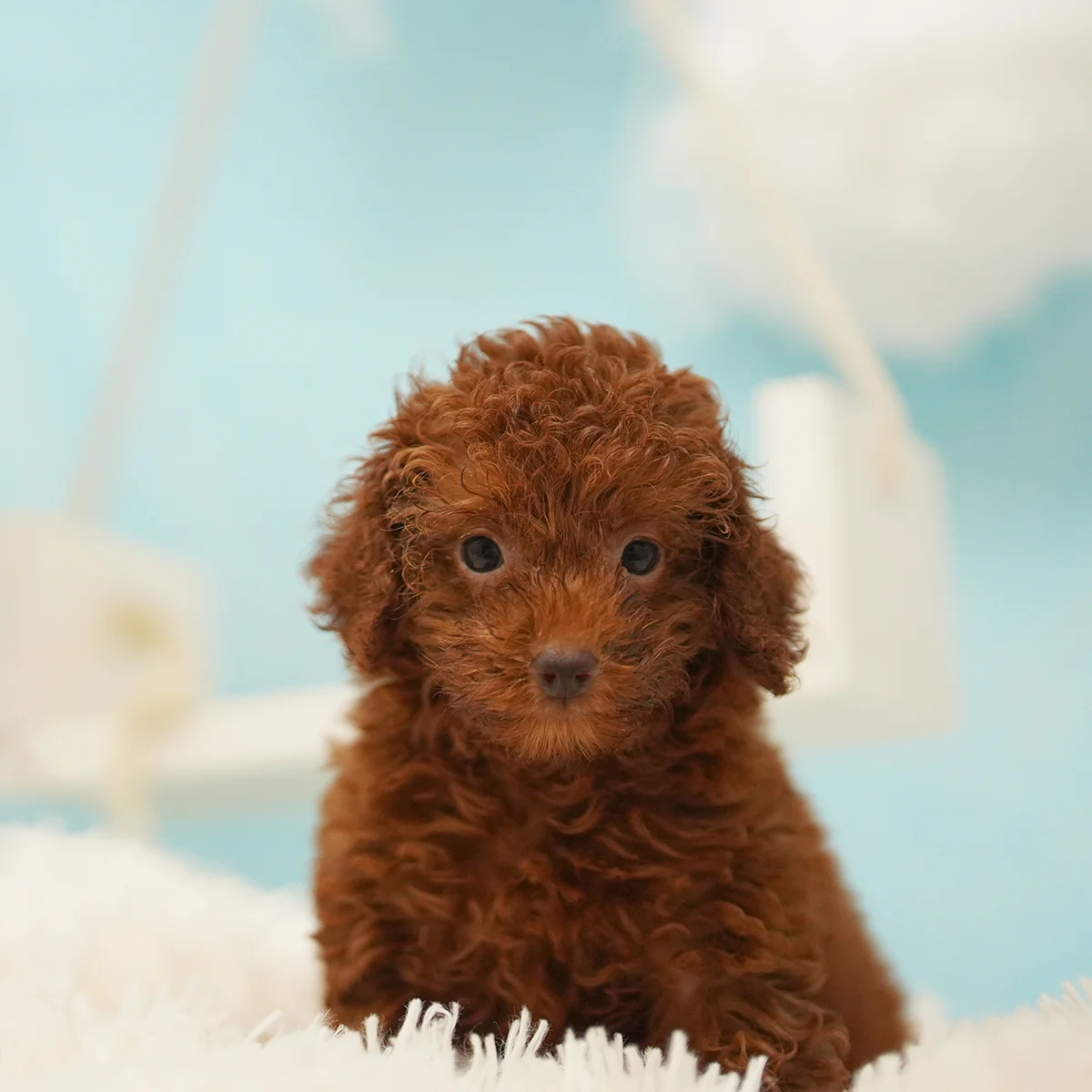 Toy Poodle Dogs For S In Singapore
