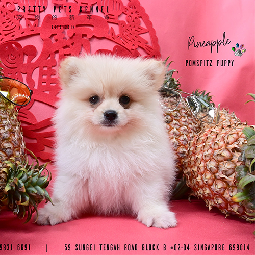 Pomspitz Dogs For Sales in Singapore - Price & Review | Pretty Pets Kennels
