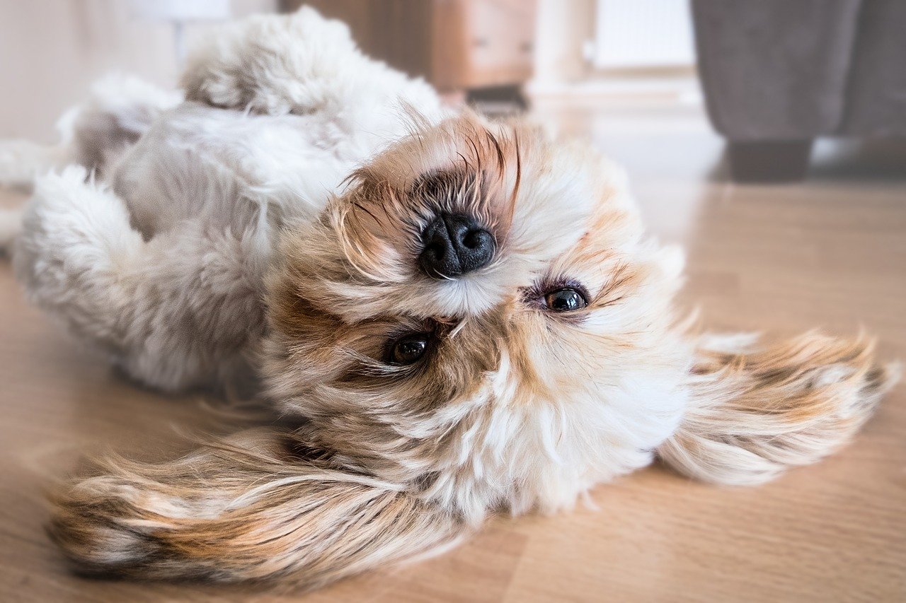 Spca hdb approved sales dogs