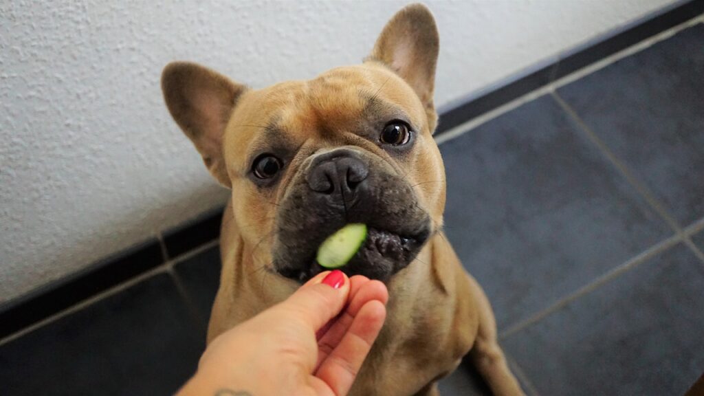 french bulldog, cucumber, hand-4415632.jpg