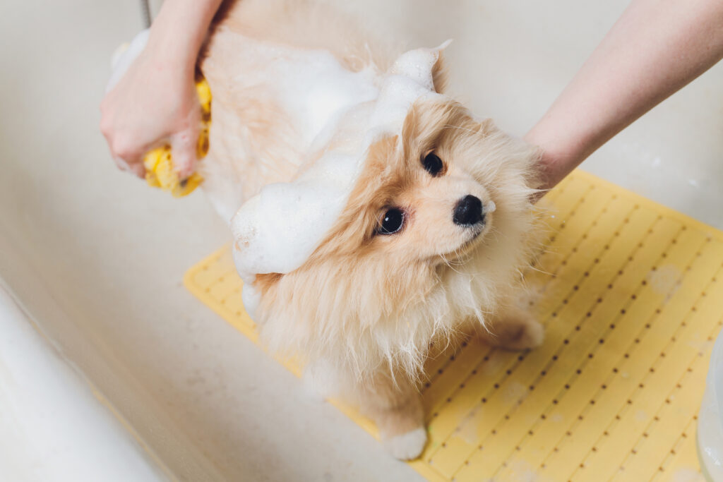 How To Shower A Dog Properly Pretty Pets Kennel