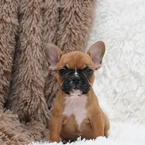 French Bulldog Frenchie Dogs For