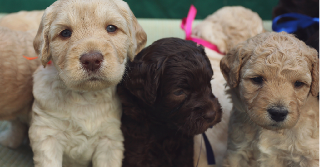 Different types sales of poodle mixes