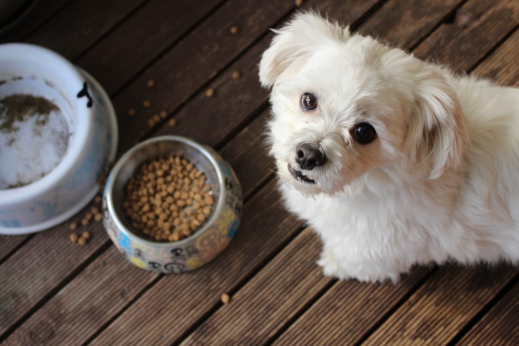 Best Kibble For Dogs