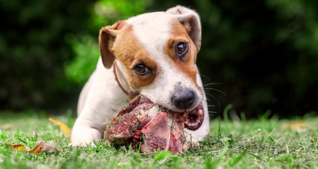 raw bones for dogs