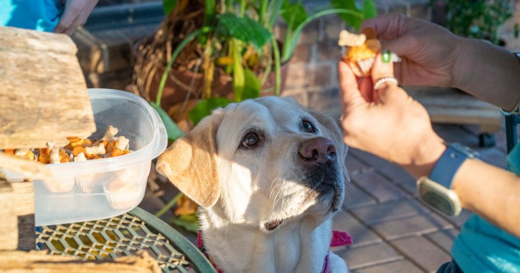 Holiday Food Scraps to Avoid Feeding to Your Dog
