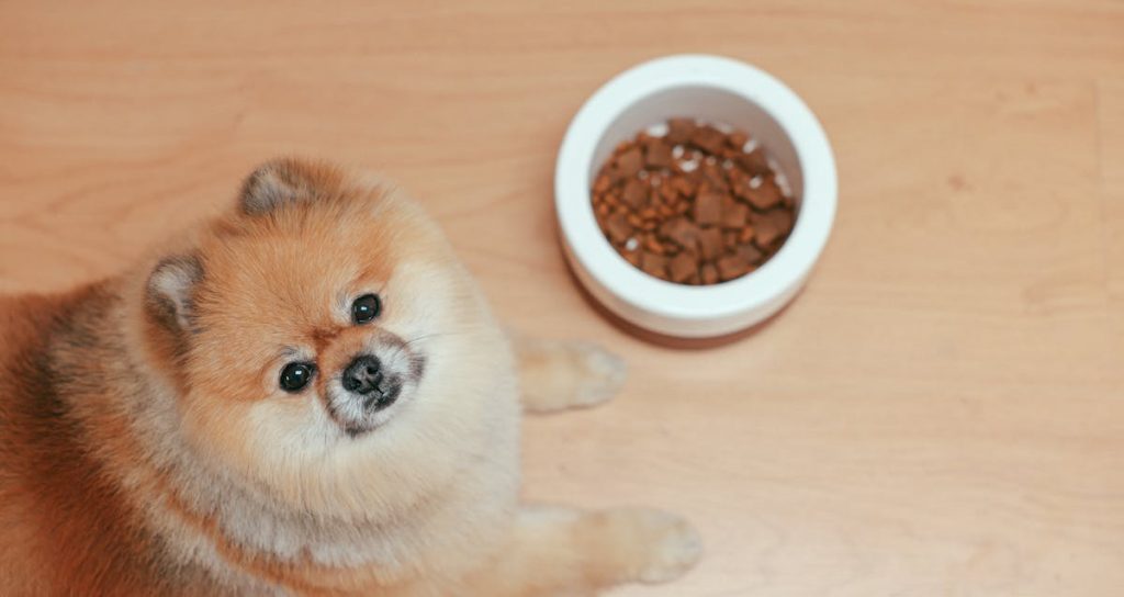 When do you switch a hotsell puppy to regular dog food