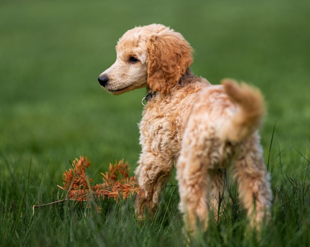 Best Dog Breeds For Families With Kids