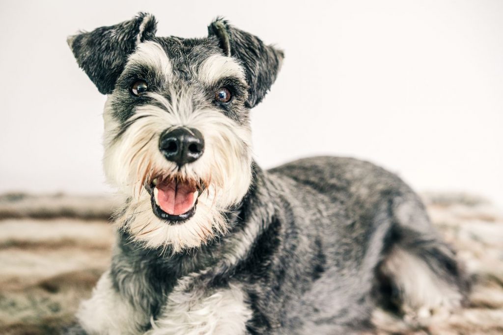 Miniature Schnauzer Puppies in Singapore