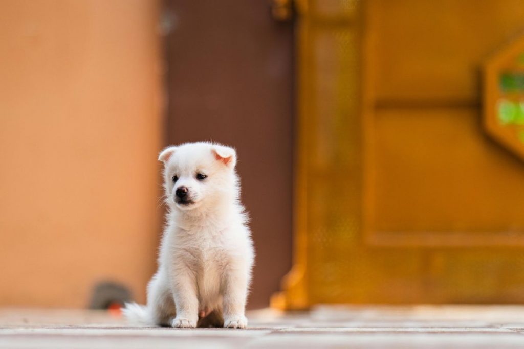 Is the Japanese Spitz HDB approved