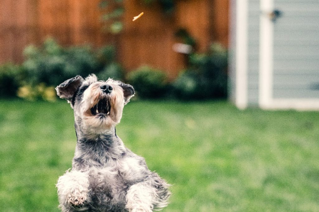 Miniature Schnauzer