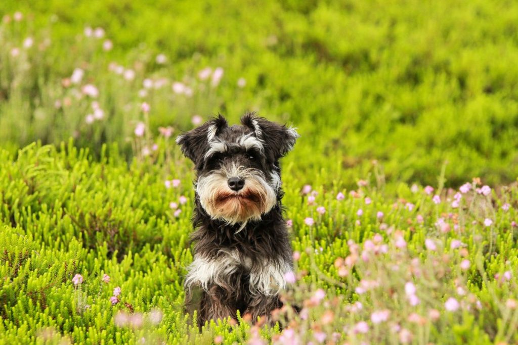 Adopting Miniature Schnauzer Puppies in Singapore