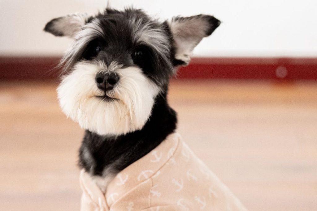  Adopting Miniature Schnauzer Puppies in Singapore