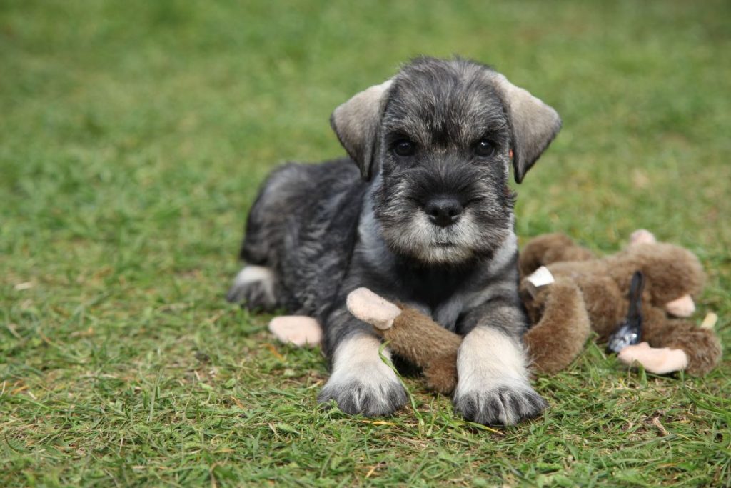 Adopting a Schnauzer