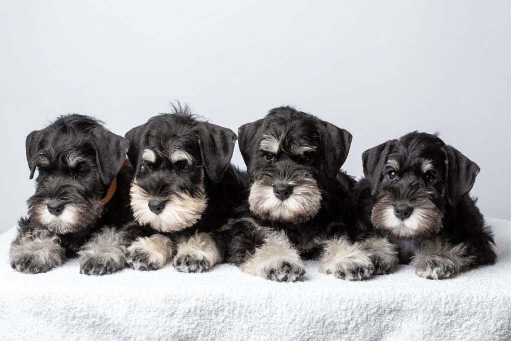 Miniature Schnauzer Puppies in Singapore