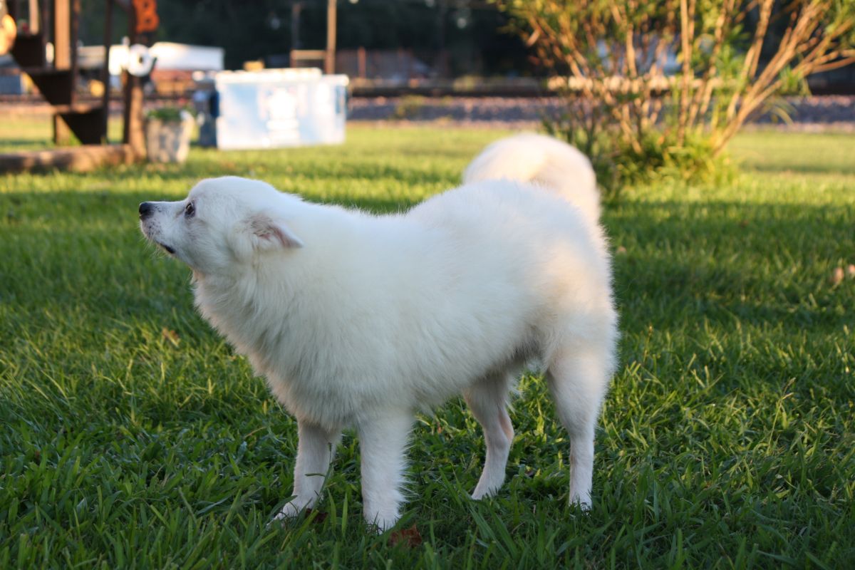 Japanese Spitz in Singapore