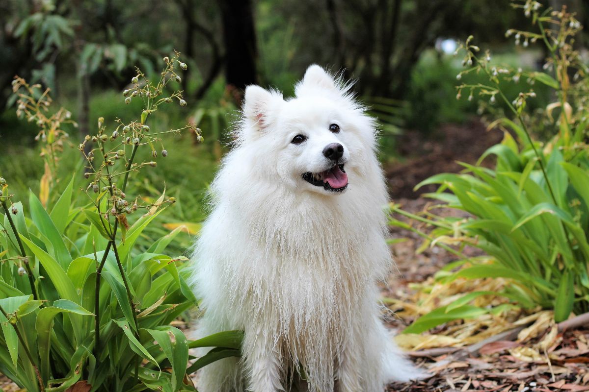 Japanese Spitz