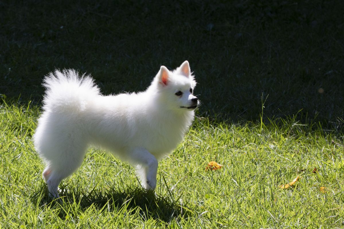 Japanese Spitz in Singapore