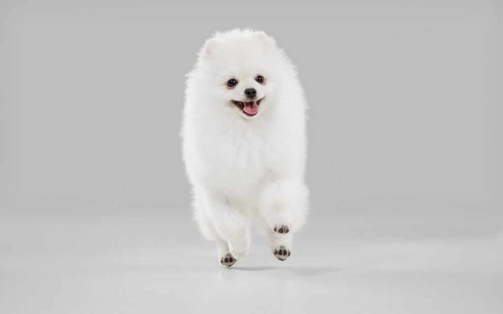 Japanese Spitz Puppy