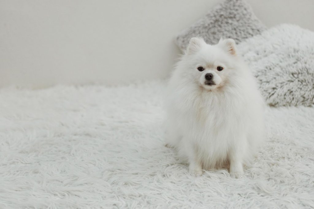 Japanese Spitz Puppy