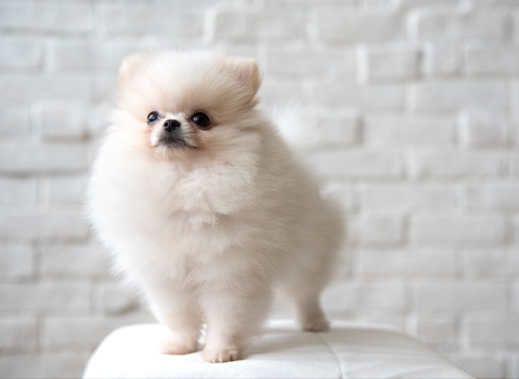 Japanese Spitz Puppy