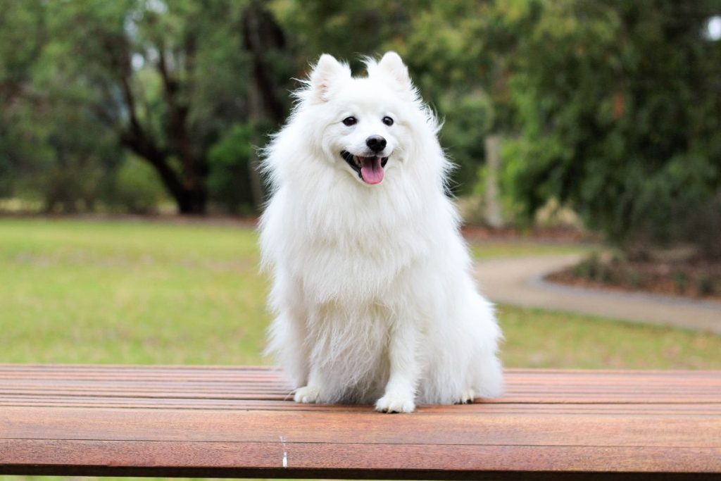 Japanese Spitz Puppy